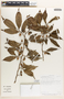 Margaritaria nobilis image