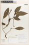 Margaritaria nobilis image