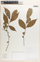 Margaritaria nobilis image