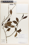 Margaritaria nobilis image
