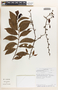 Margaritaria nobilis image