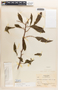 Margaritaria nobilis image