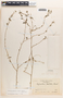 Meineckia bartlettii image