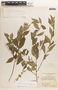 Meineckia bartlettii image