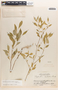 Meineckia bartlettii image