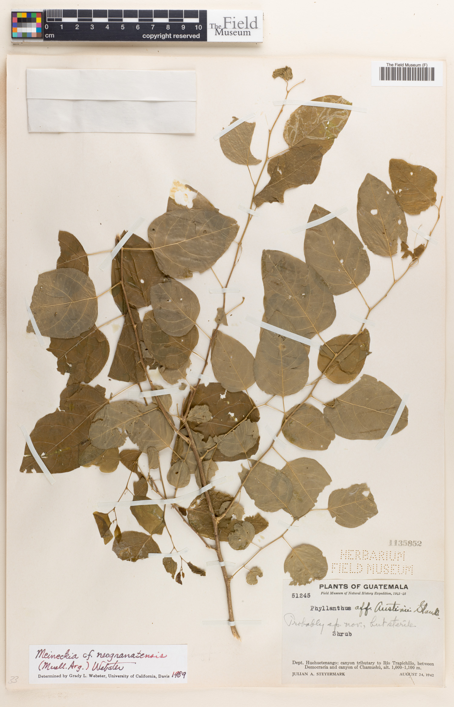 Meineckia neogranatensis image