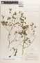 Meineckia neogranatensis image
