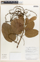Omphalea diandra image
