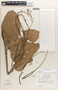 Omphalea diandra image
