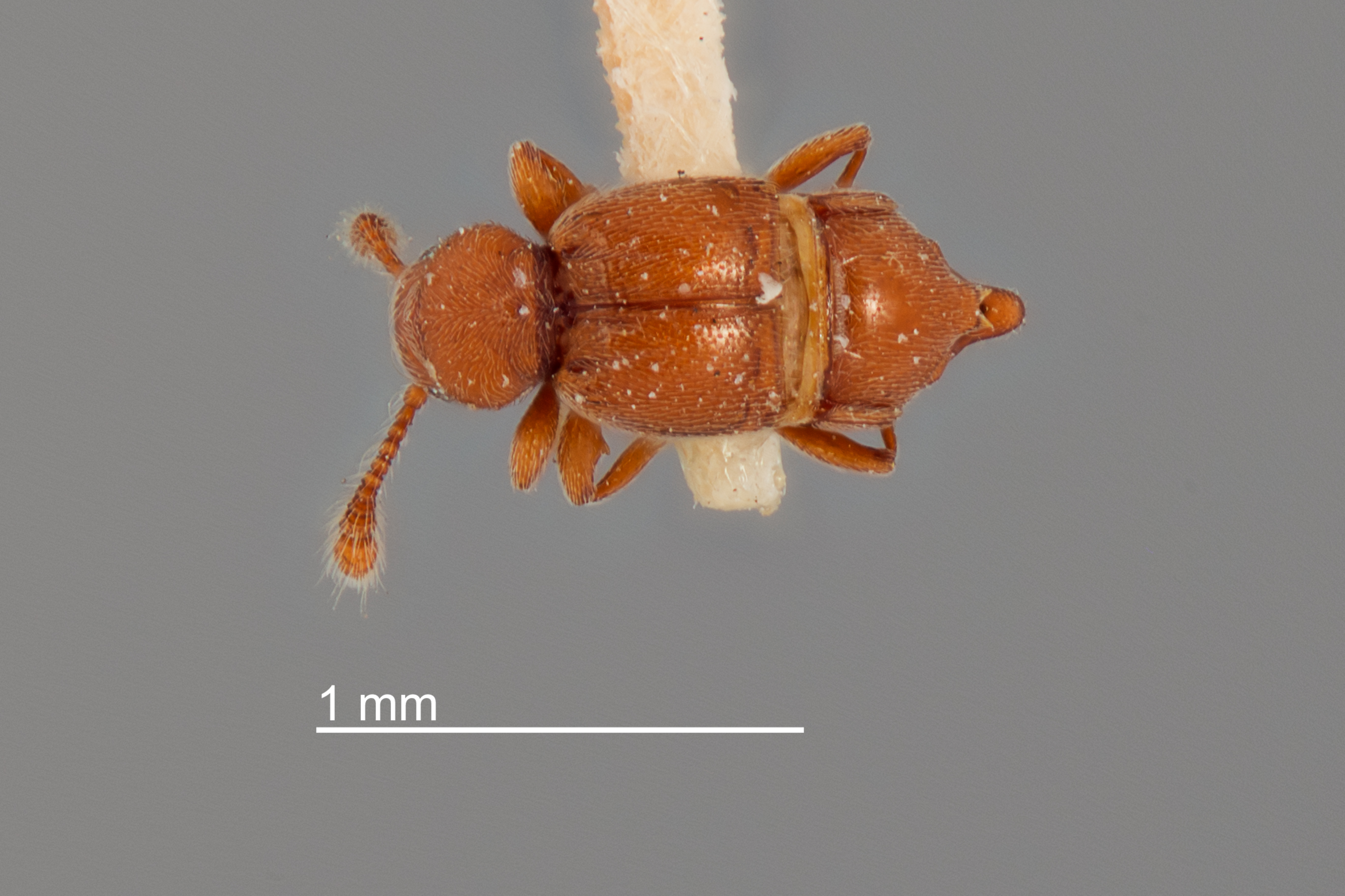 Nisaxis caudata