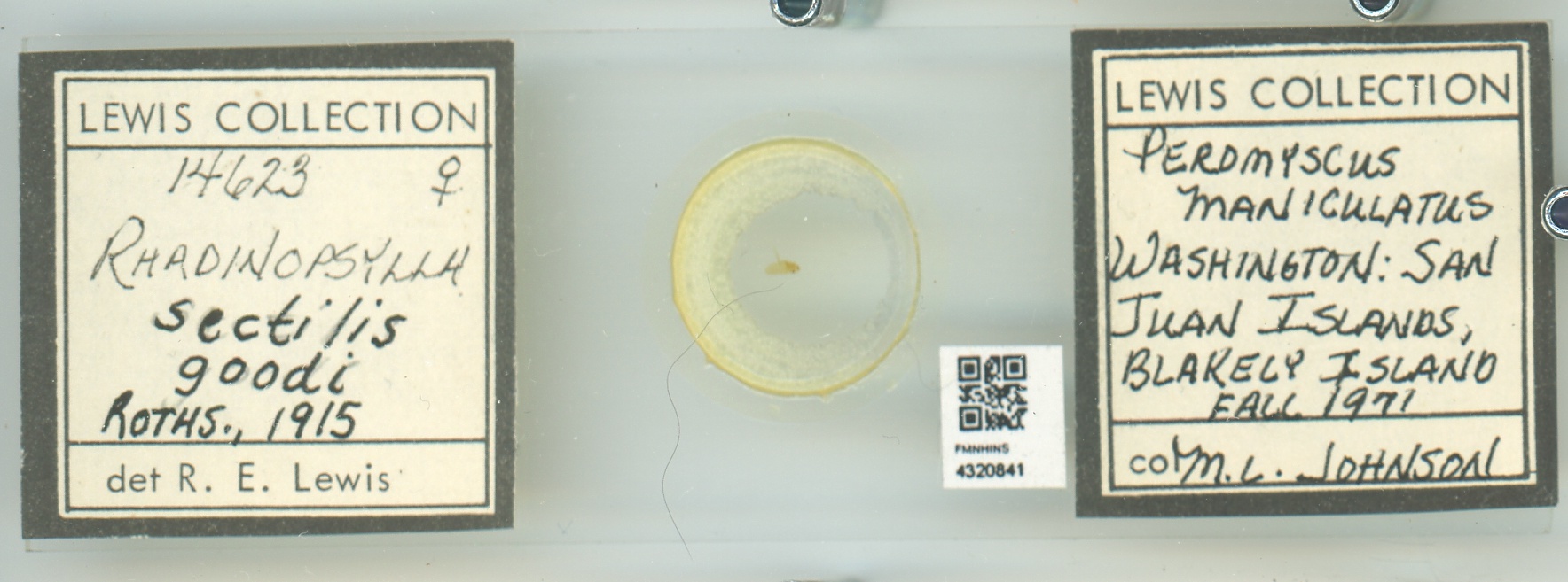 Rhadinopsylla thumbnail