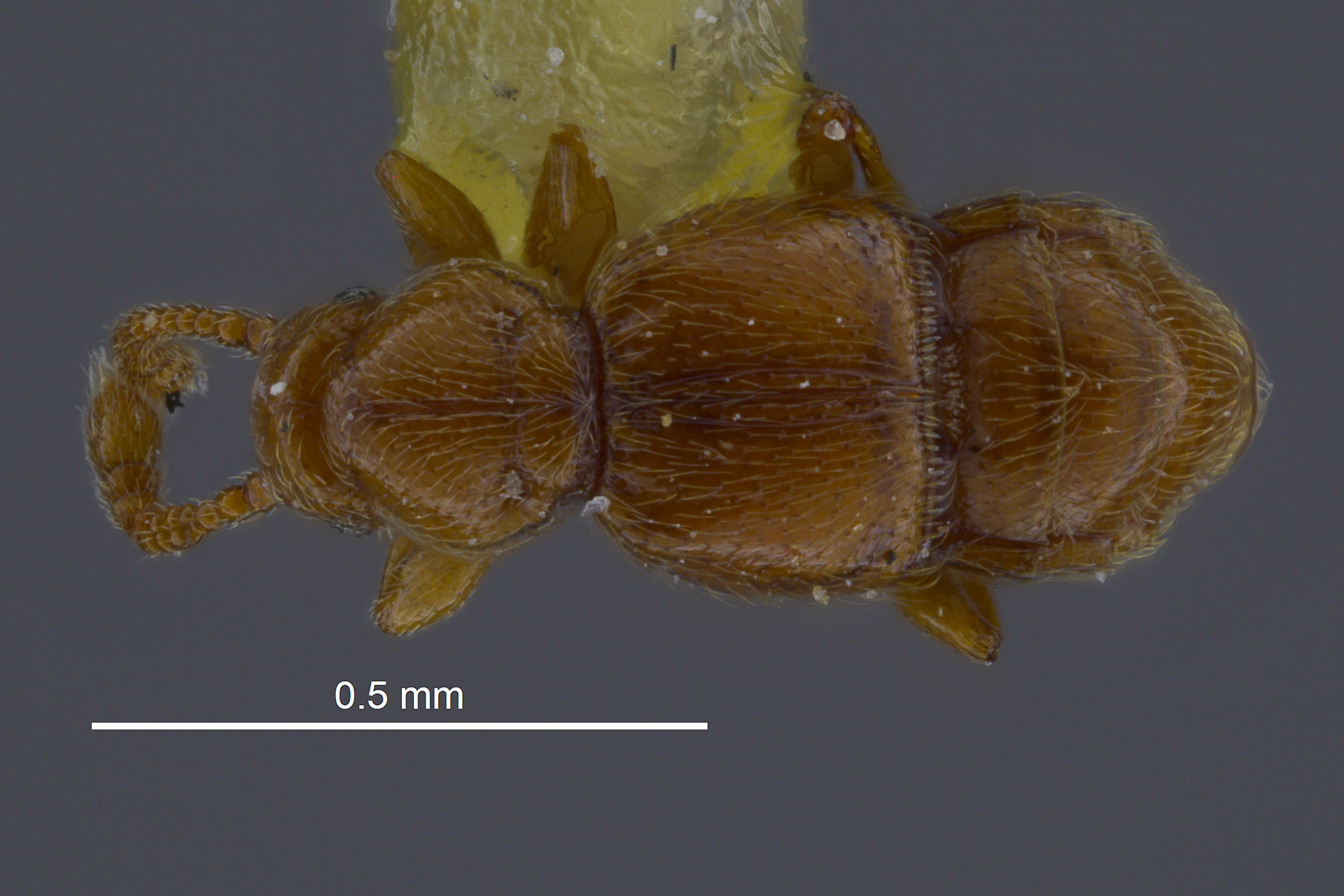 Conoplectus acornus thumbnail