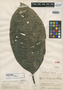 Cephaelis acanthacea image