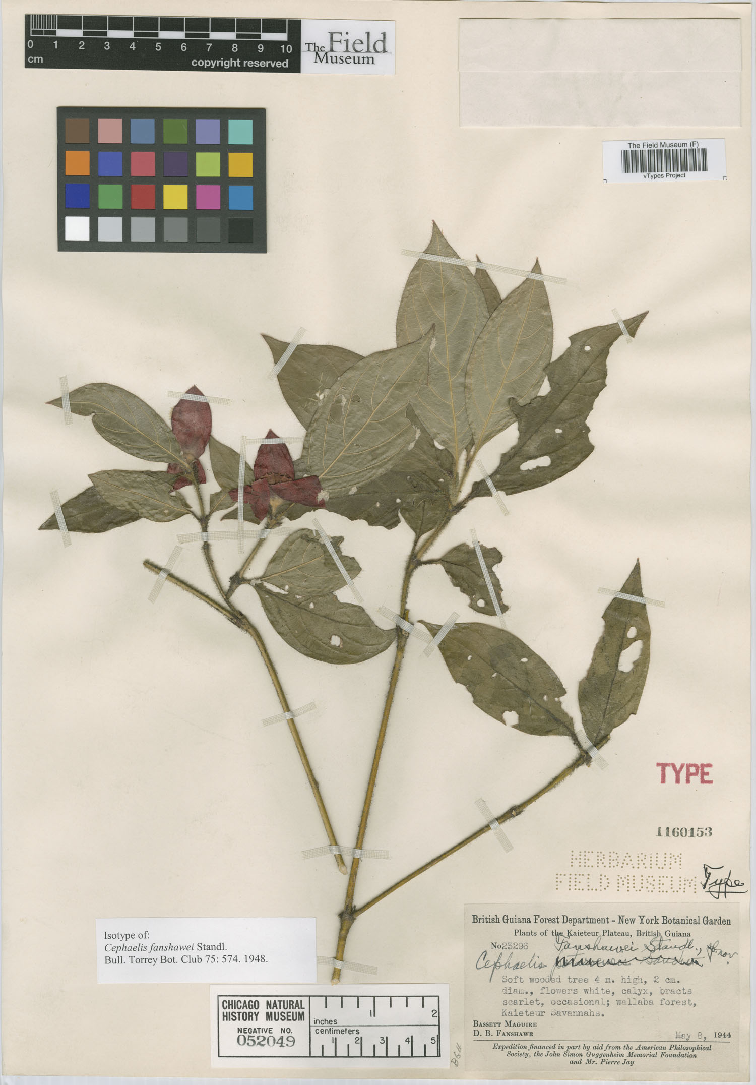 Psychotria fanshawei image