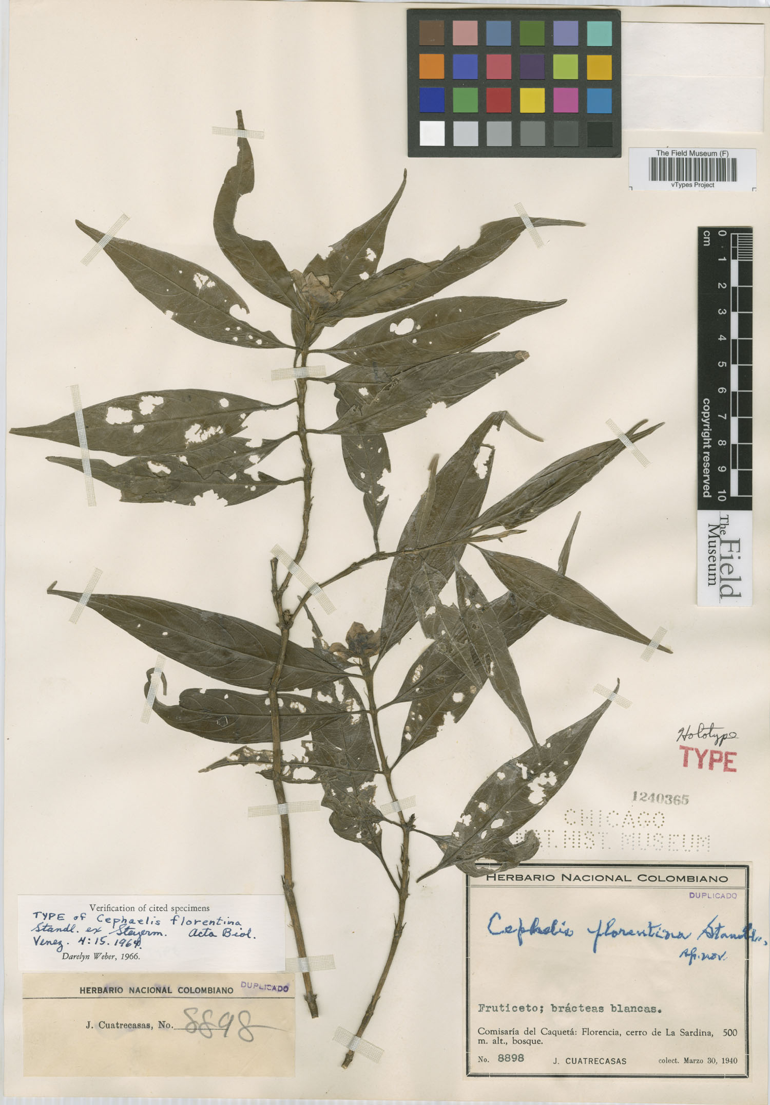 Psychotria florentina image