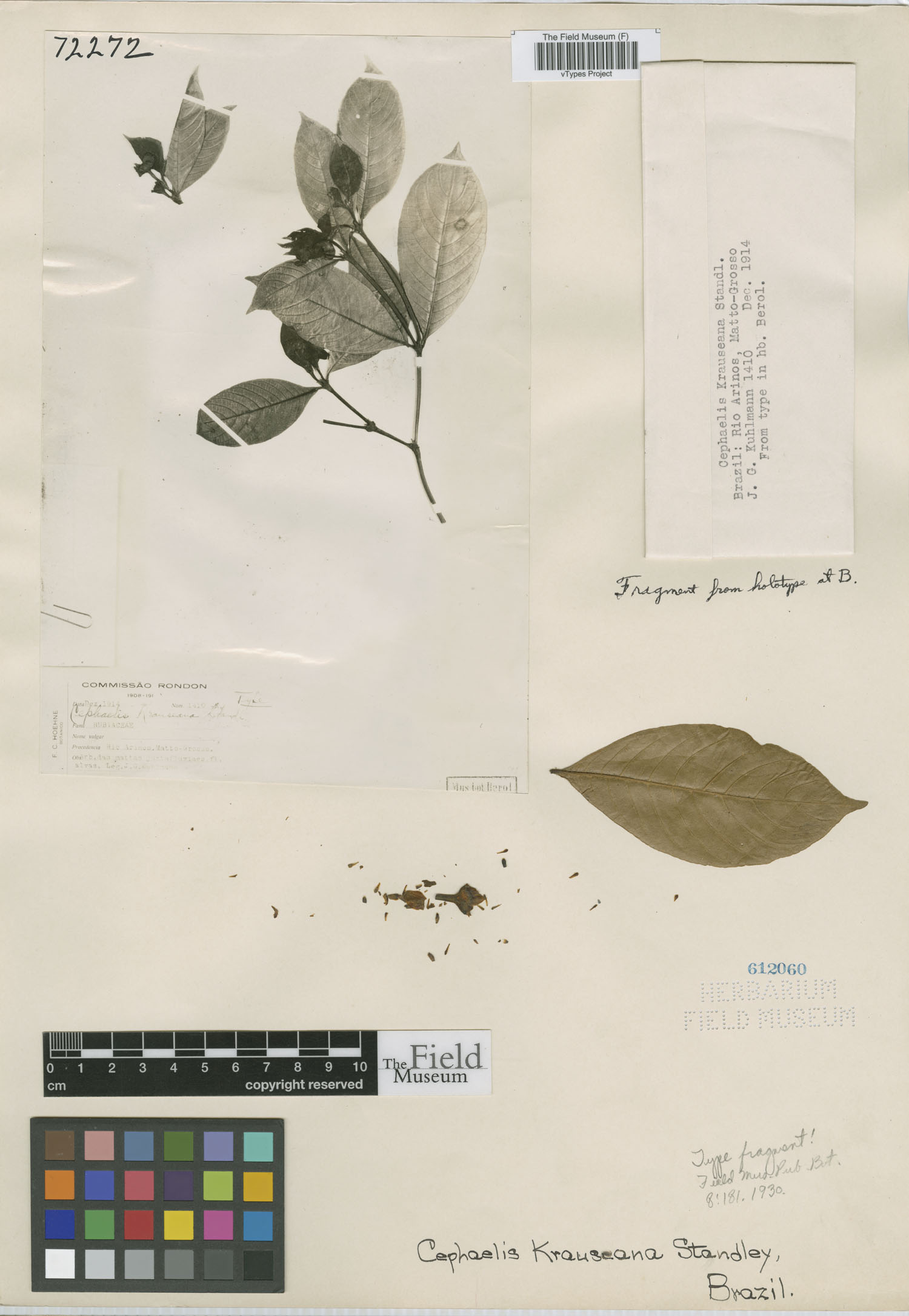 Psychotria rondonii image