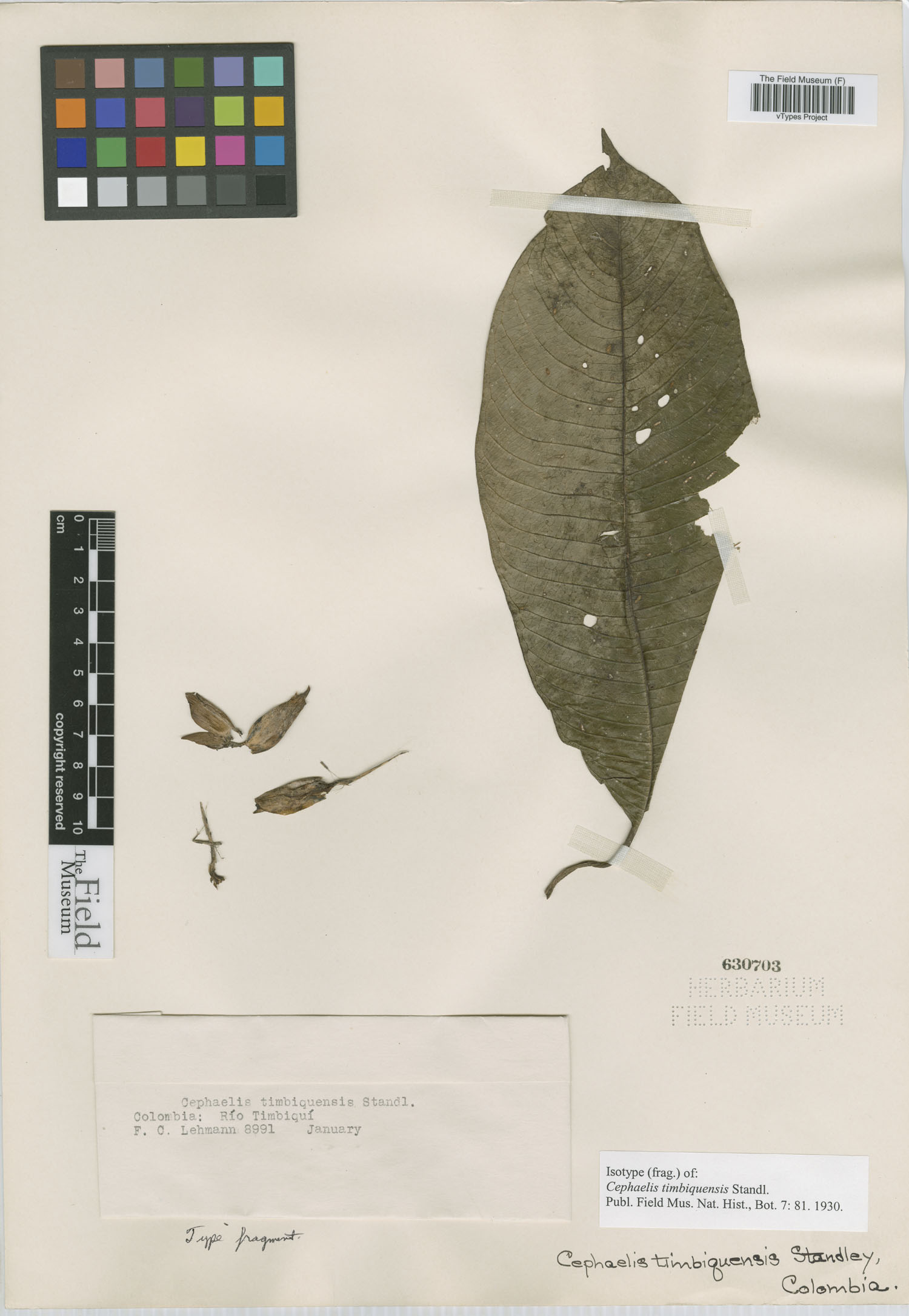 Psychotria timbiquensis image