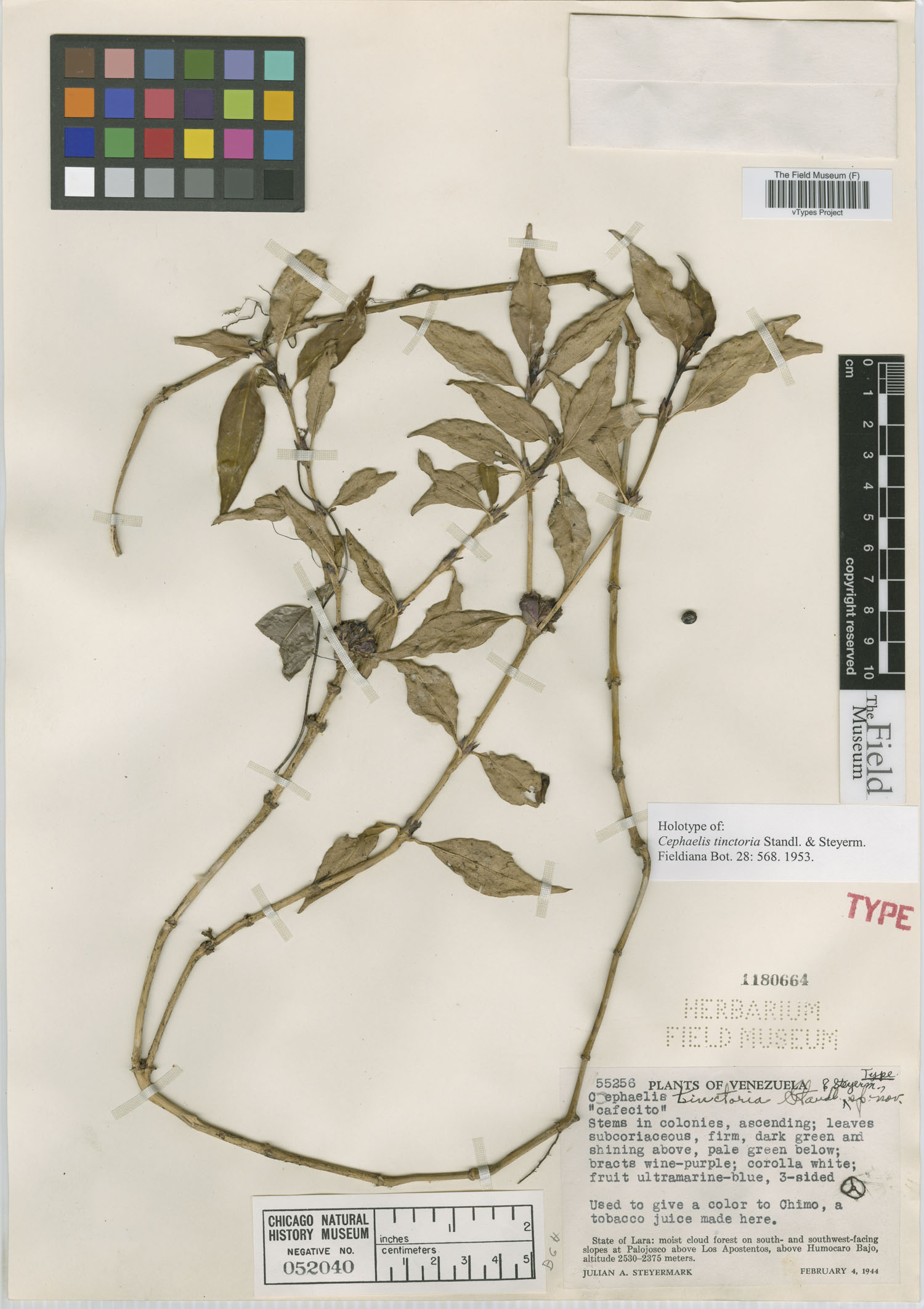 Psychotria eciliata image