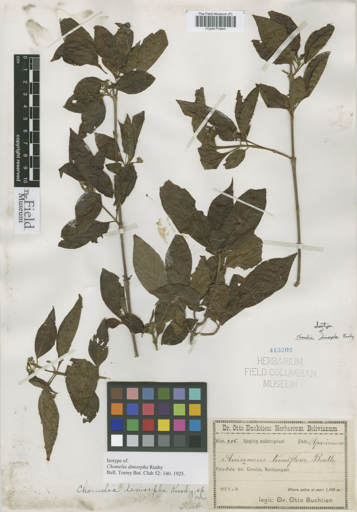 Chomelia dimorpha image