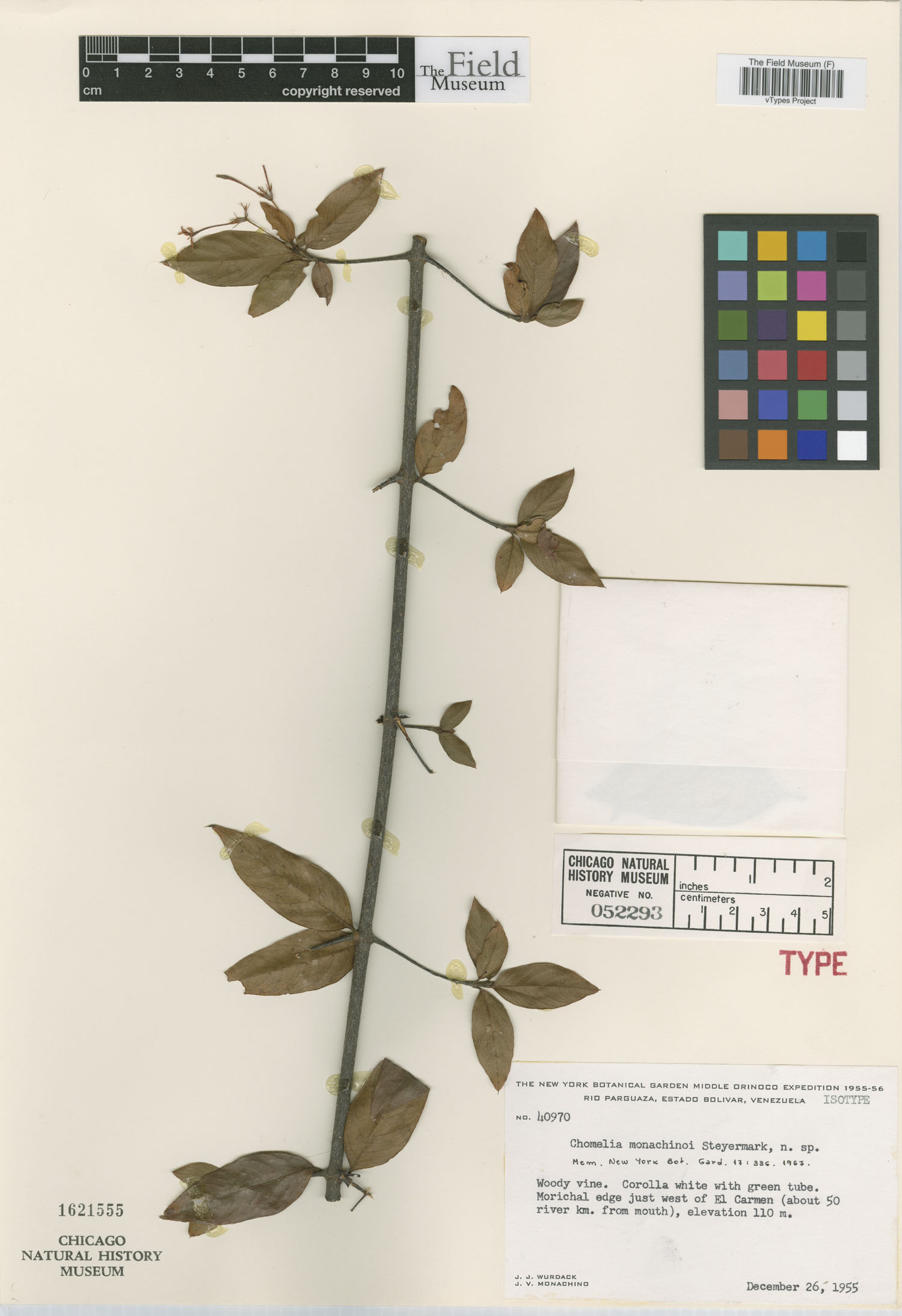 Chomelia monachinoi image