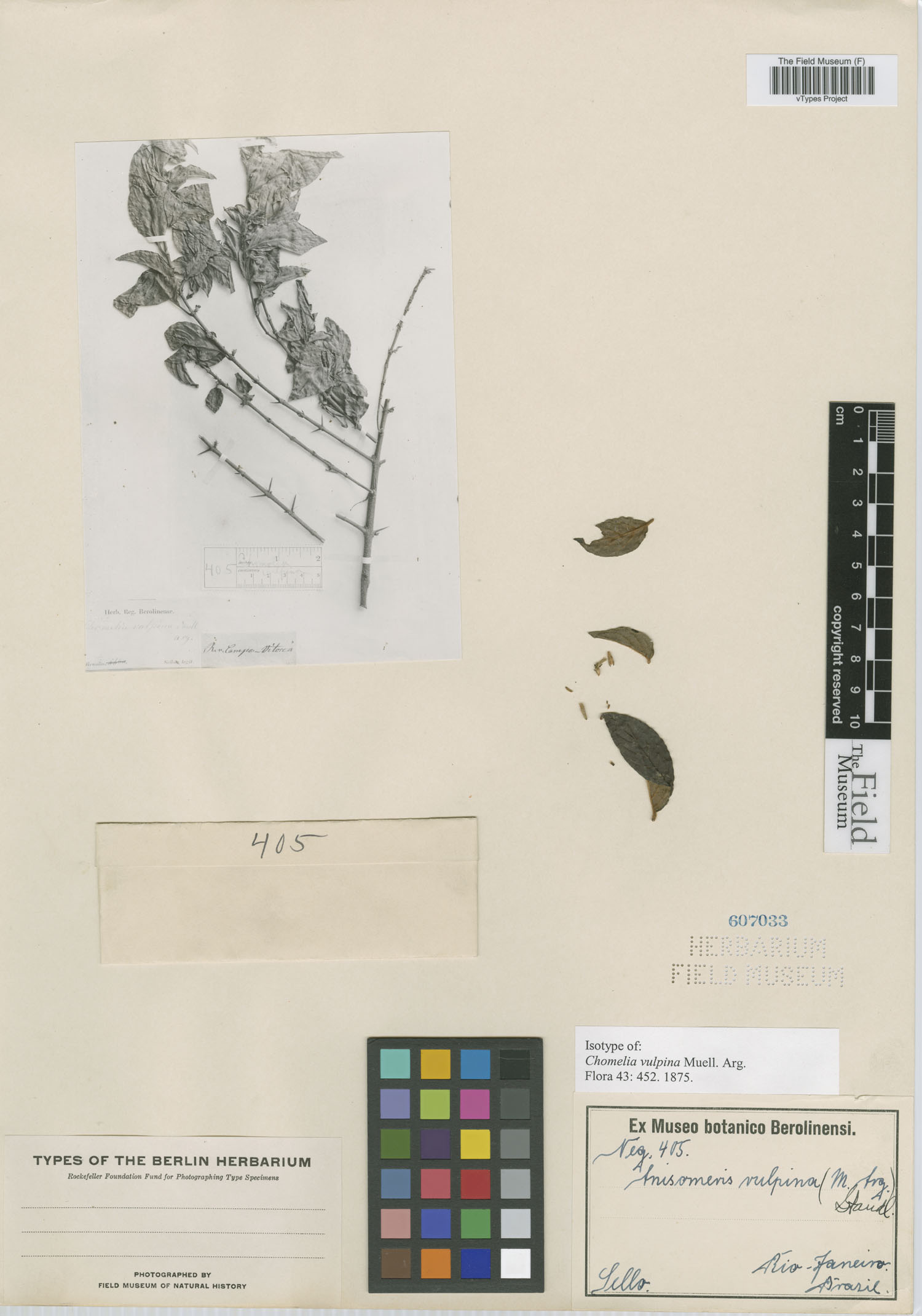 Chomelia vulpina image