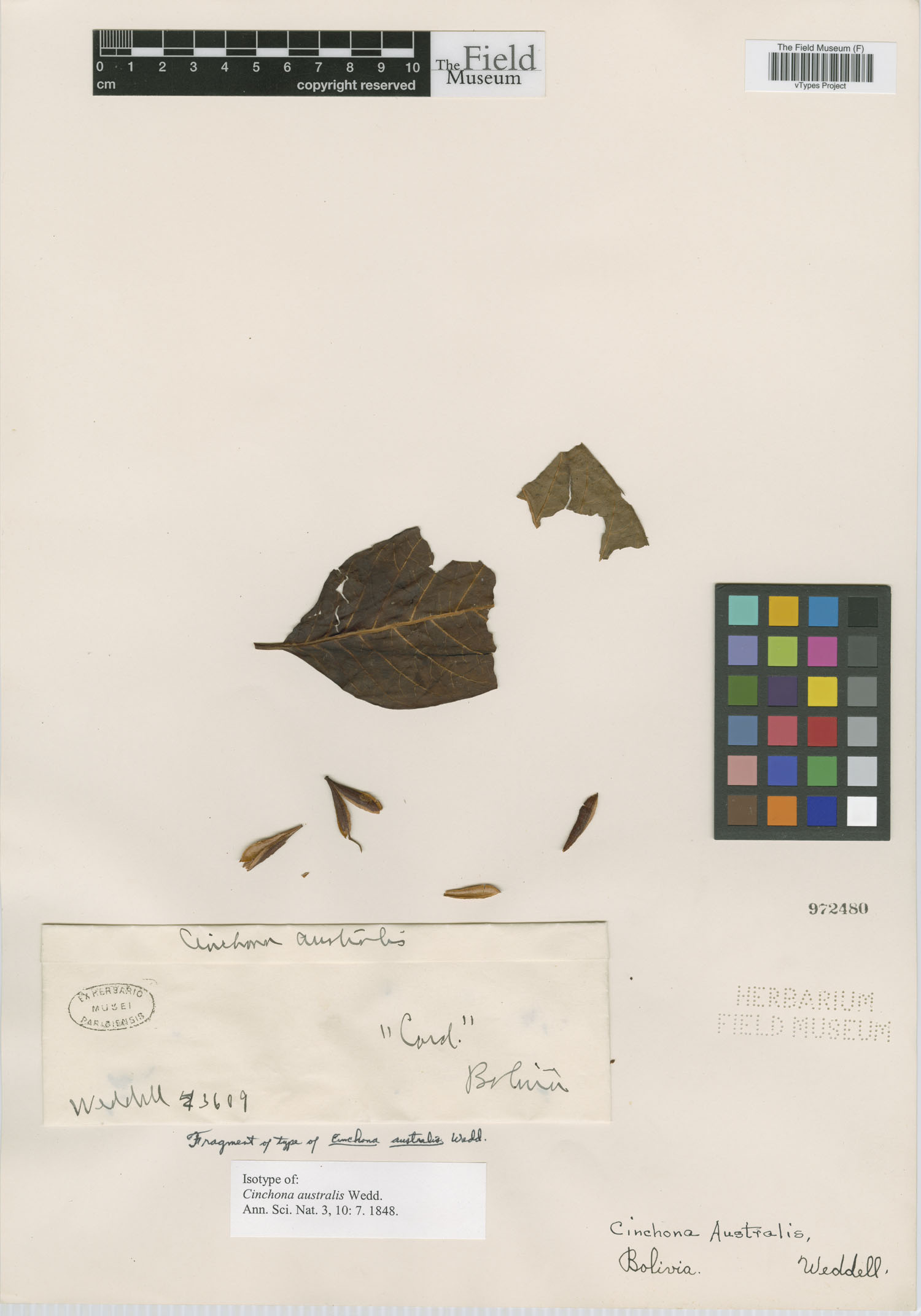 Cinchona australis image