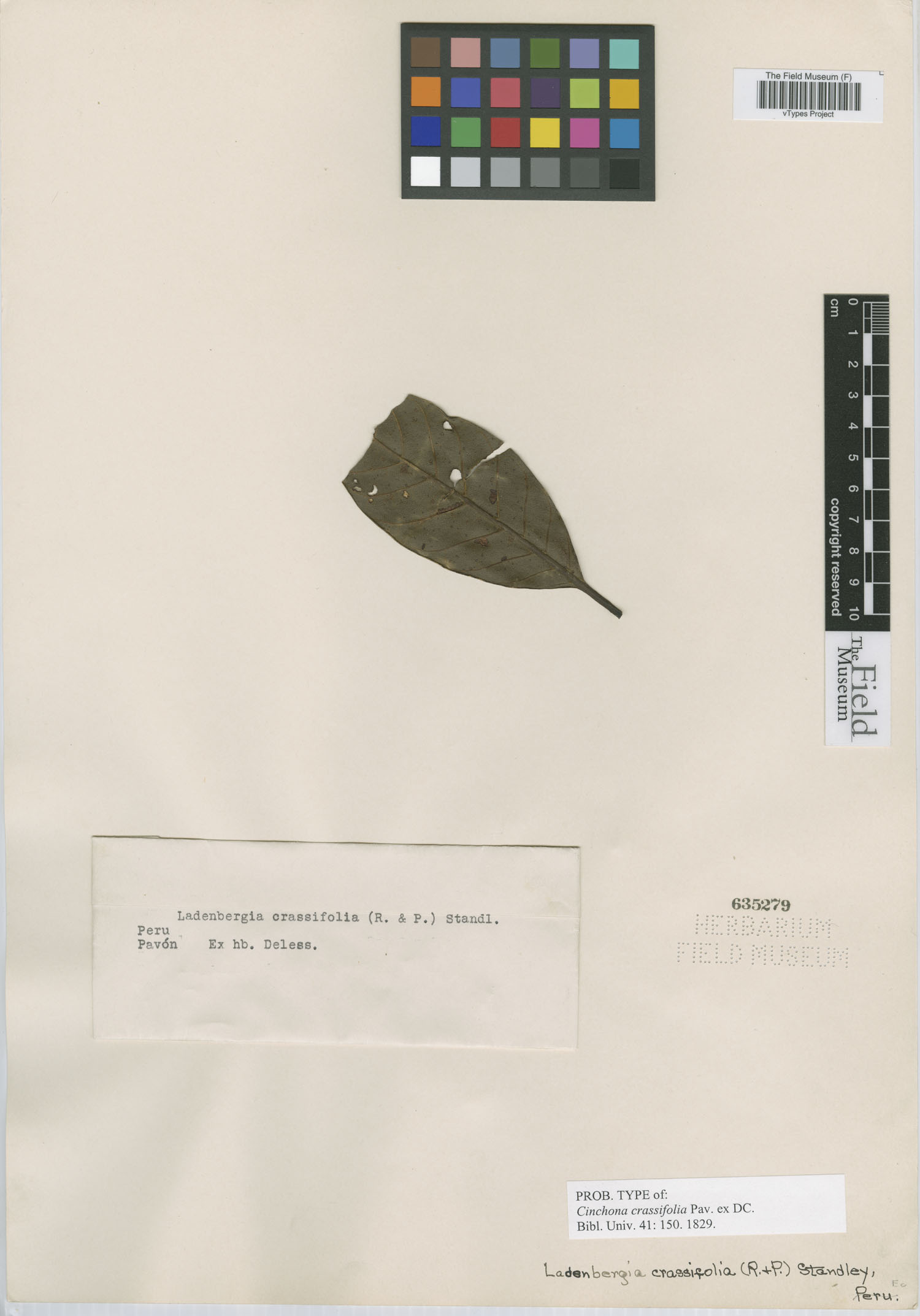Cinchona crassifolia image
