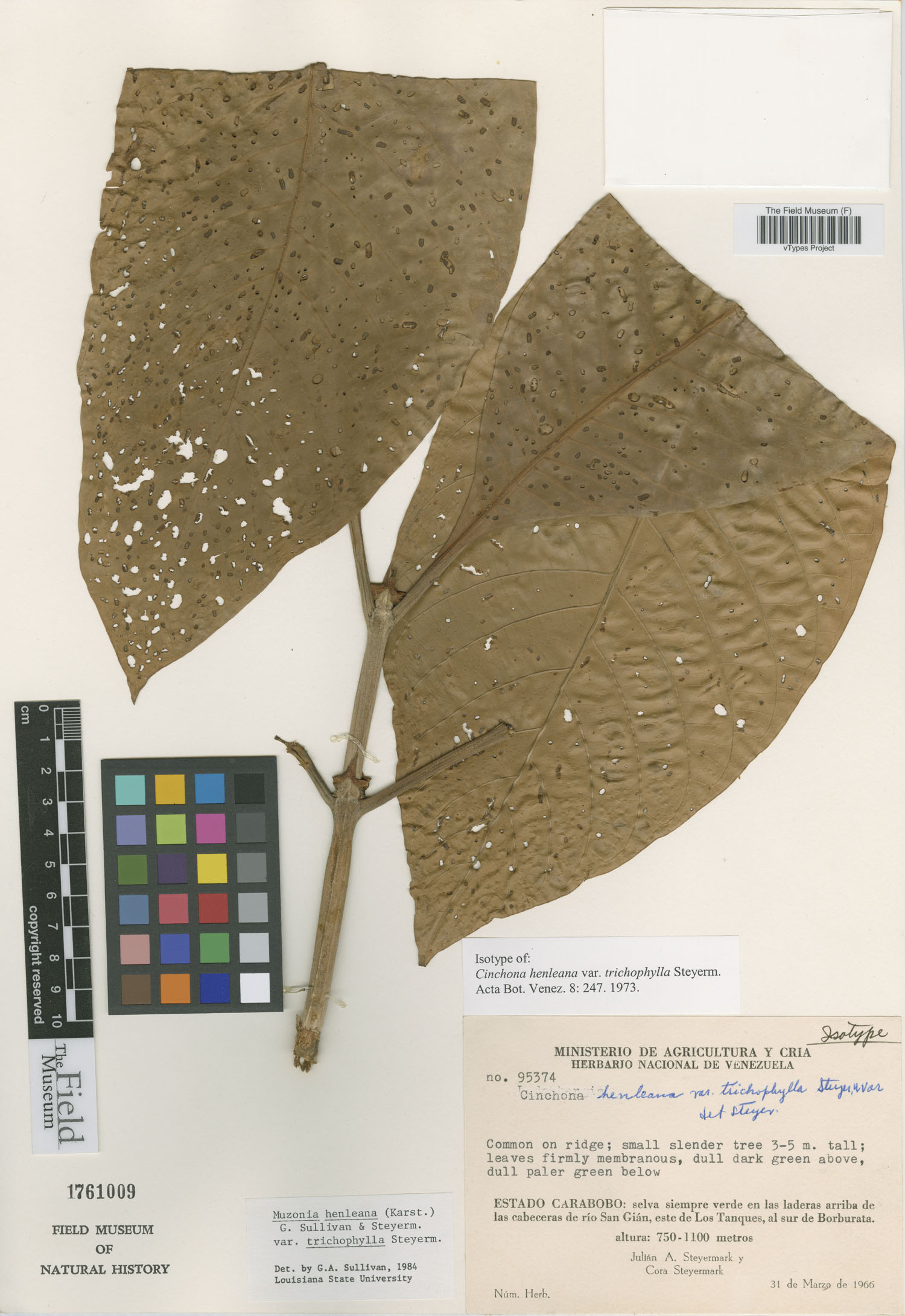 Ladenbergia muzonensis image