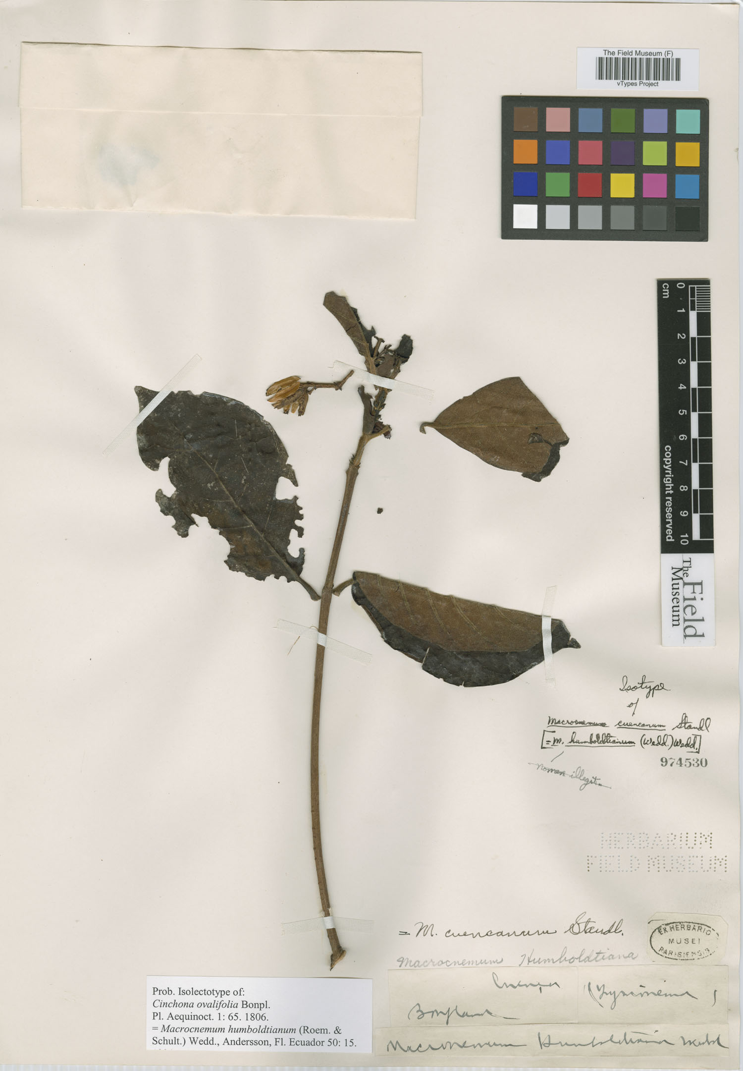 Cinchona ovalifolia image