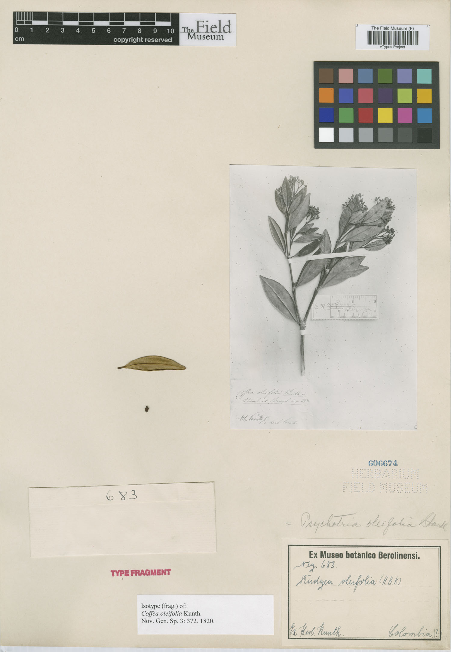 Psychotria oleifolia image
