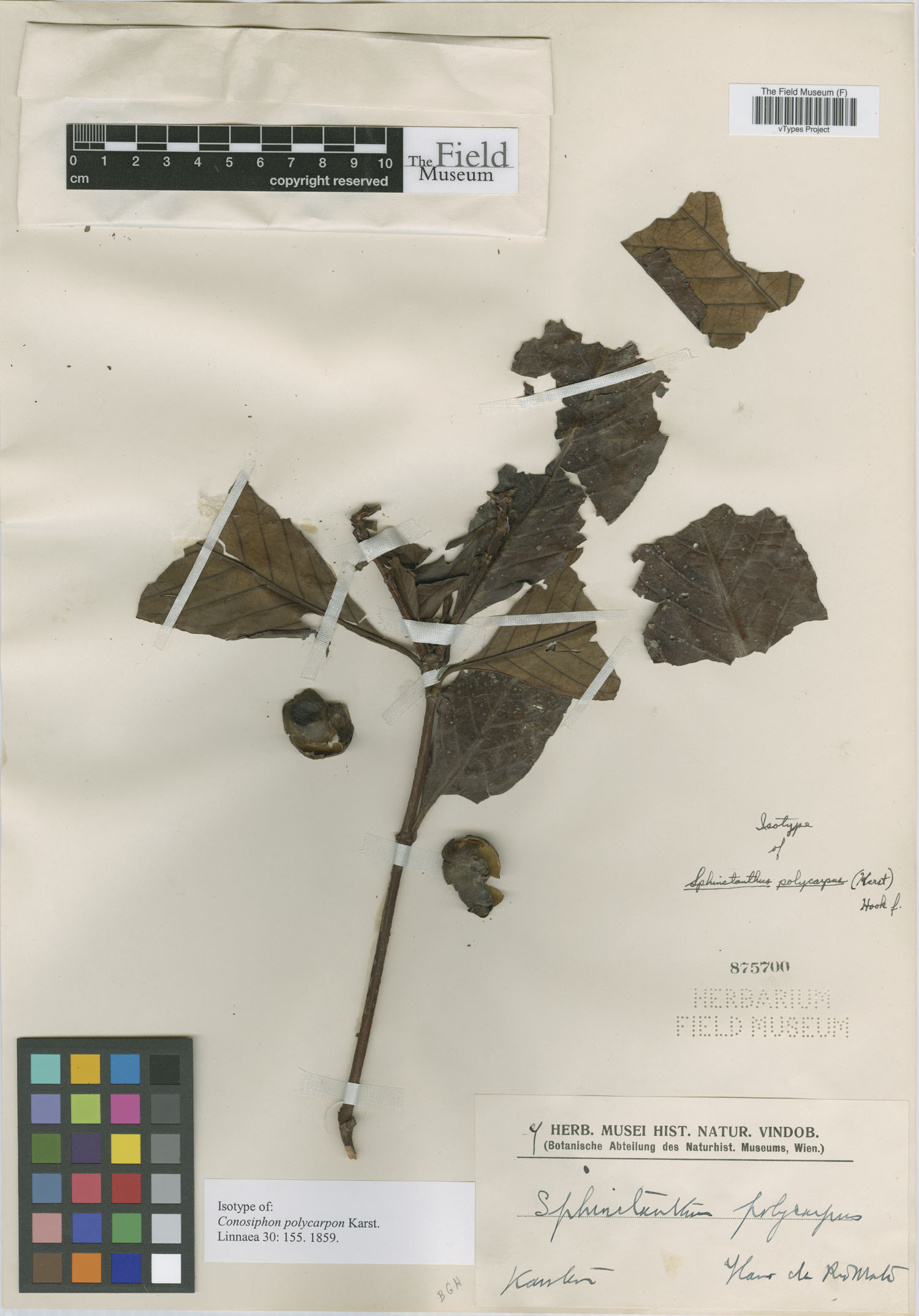 Sphinctanthus polycarpus image