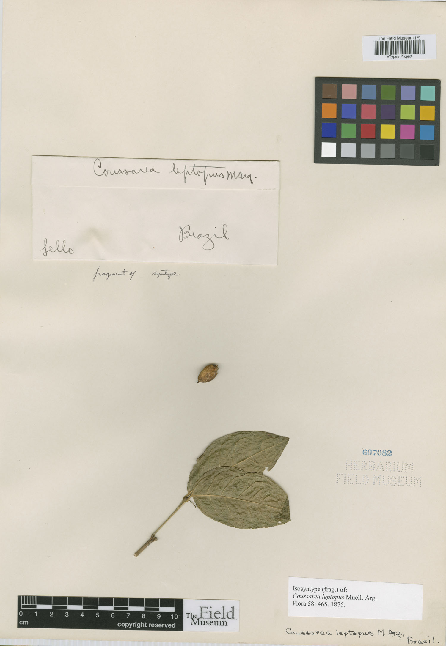 Coussarea leptopus