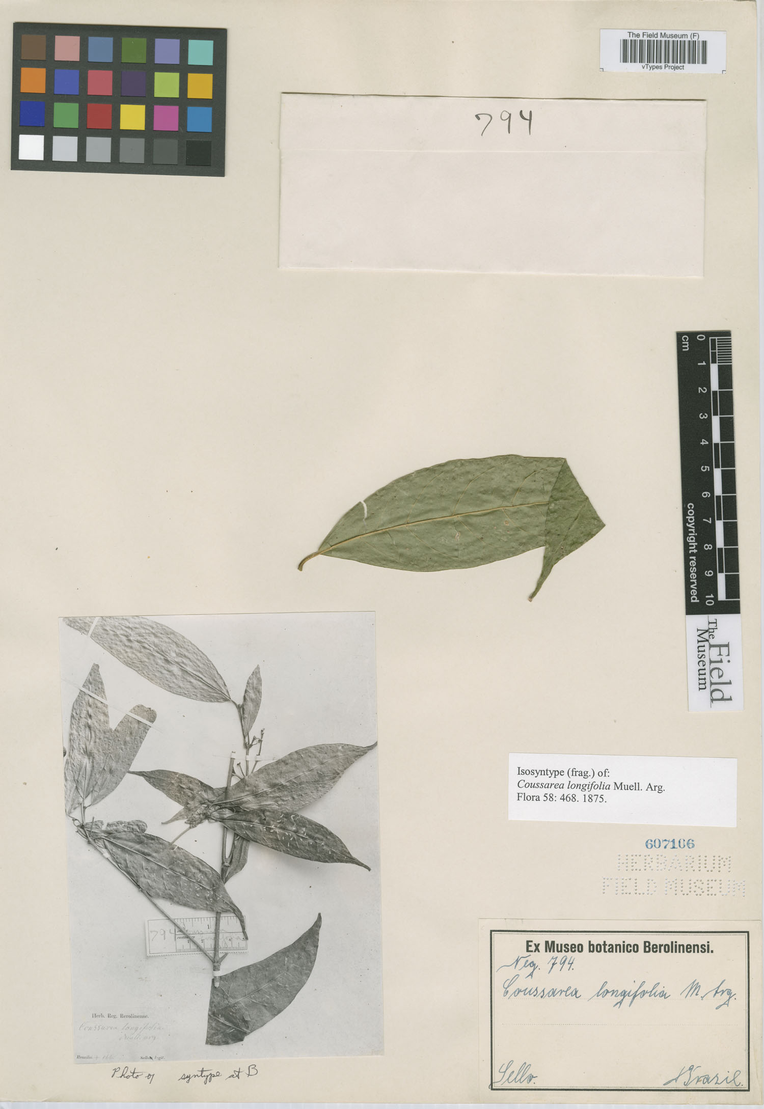 Coussarea longifolia image
