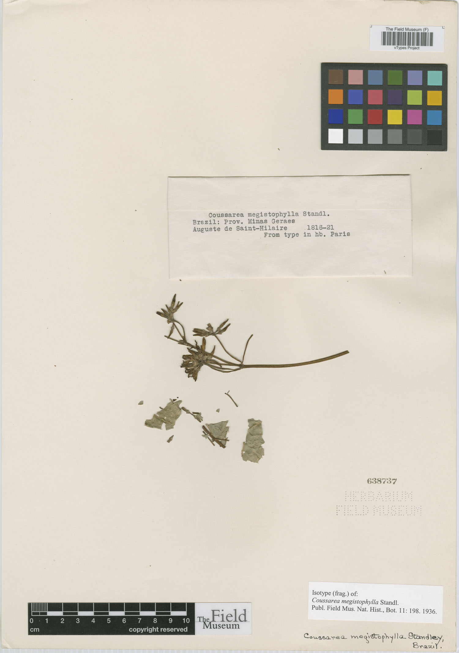 Coussarea megistophylla image
