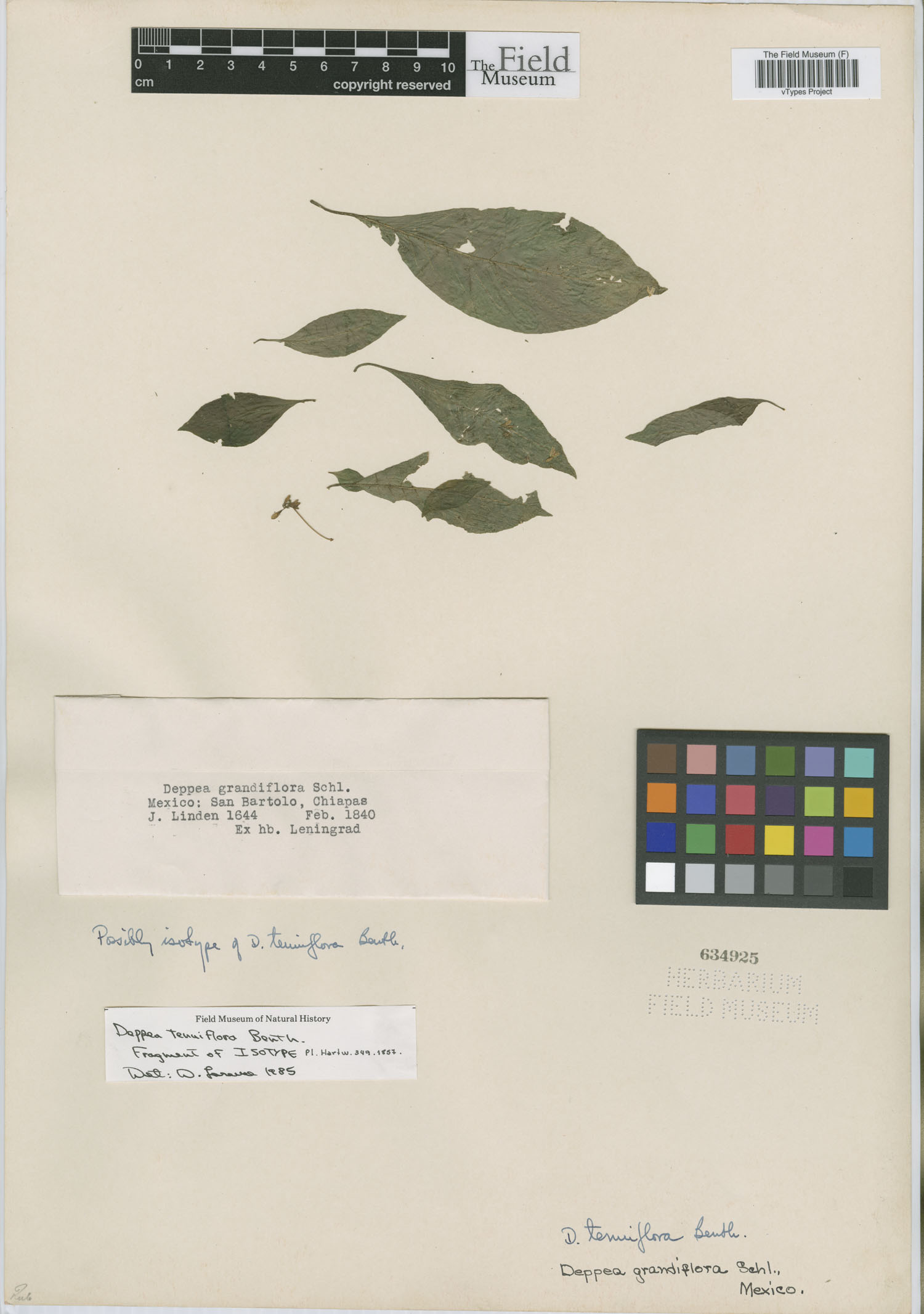 Deppea tenuiflora image