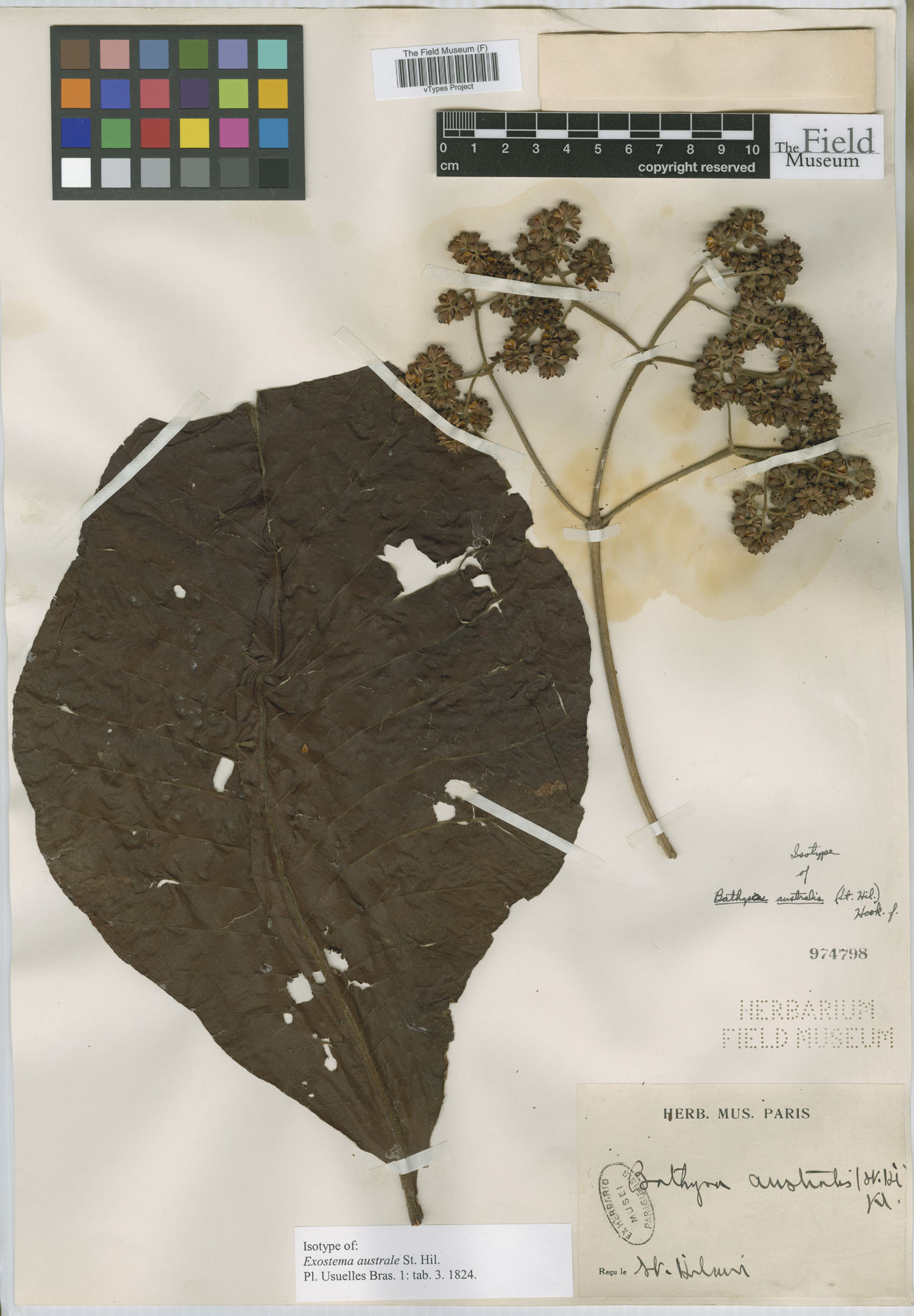 Bathysa australis image