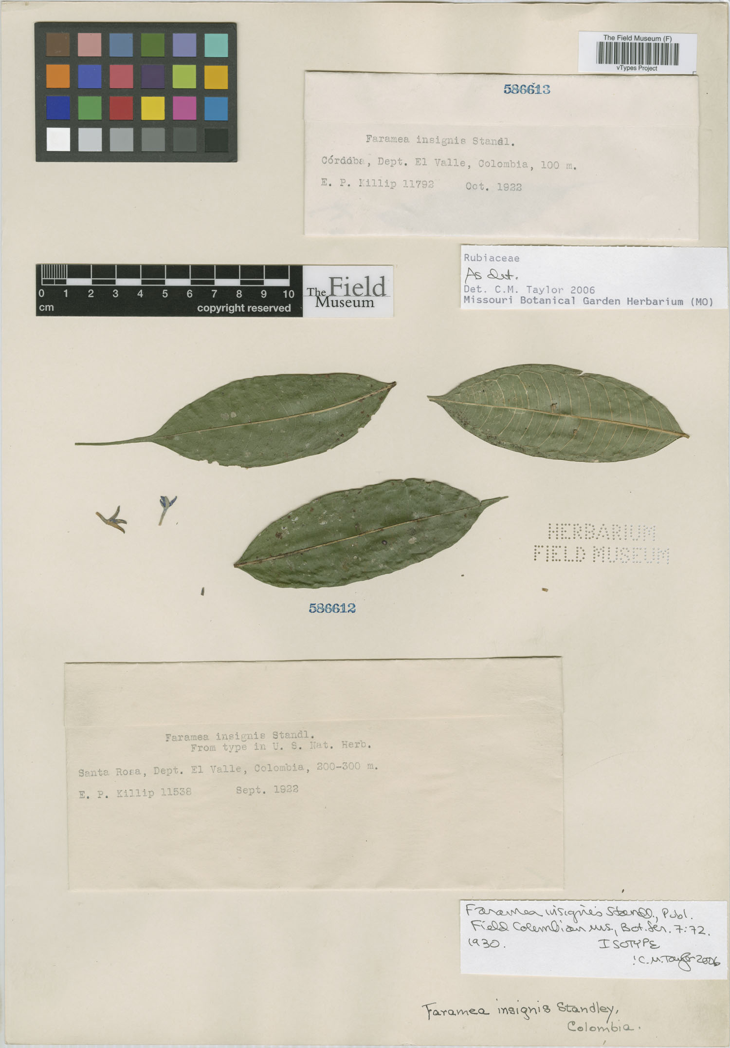 Faramea insignis image