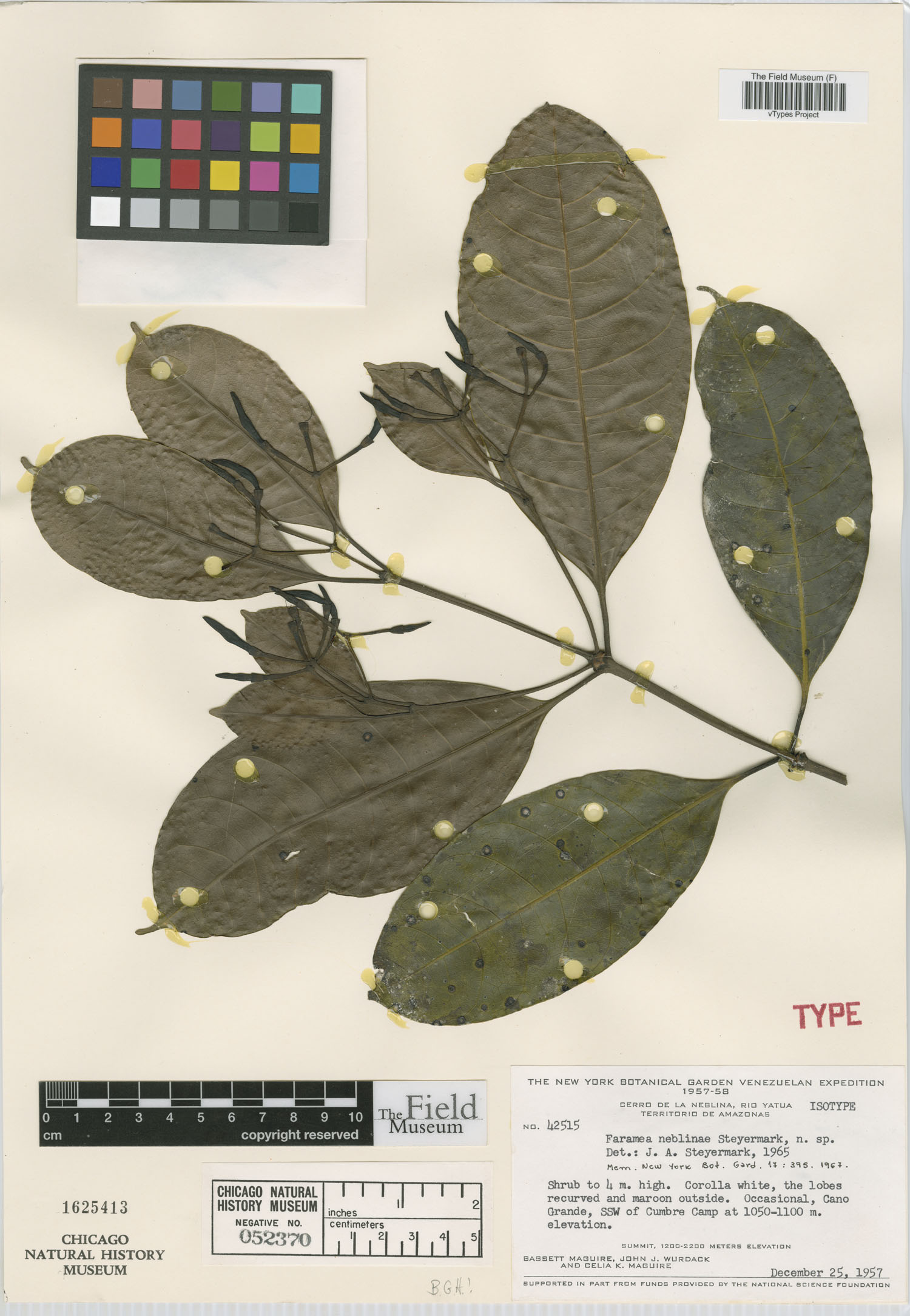 Faramea neblinae image