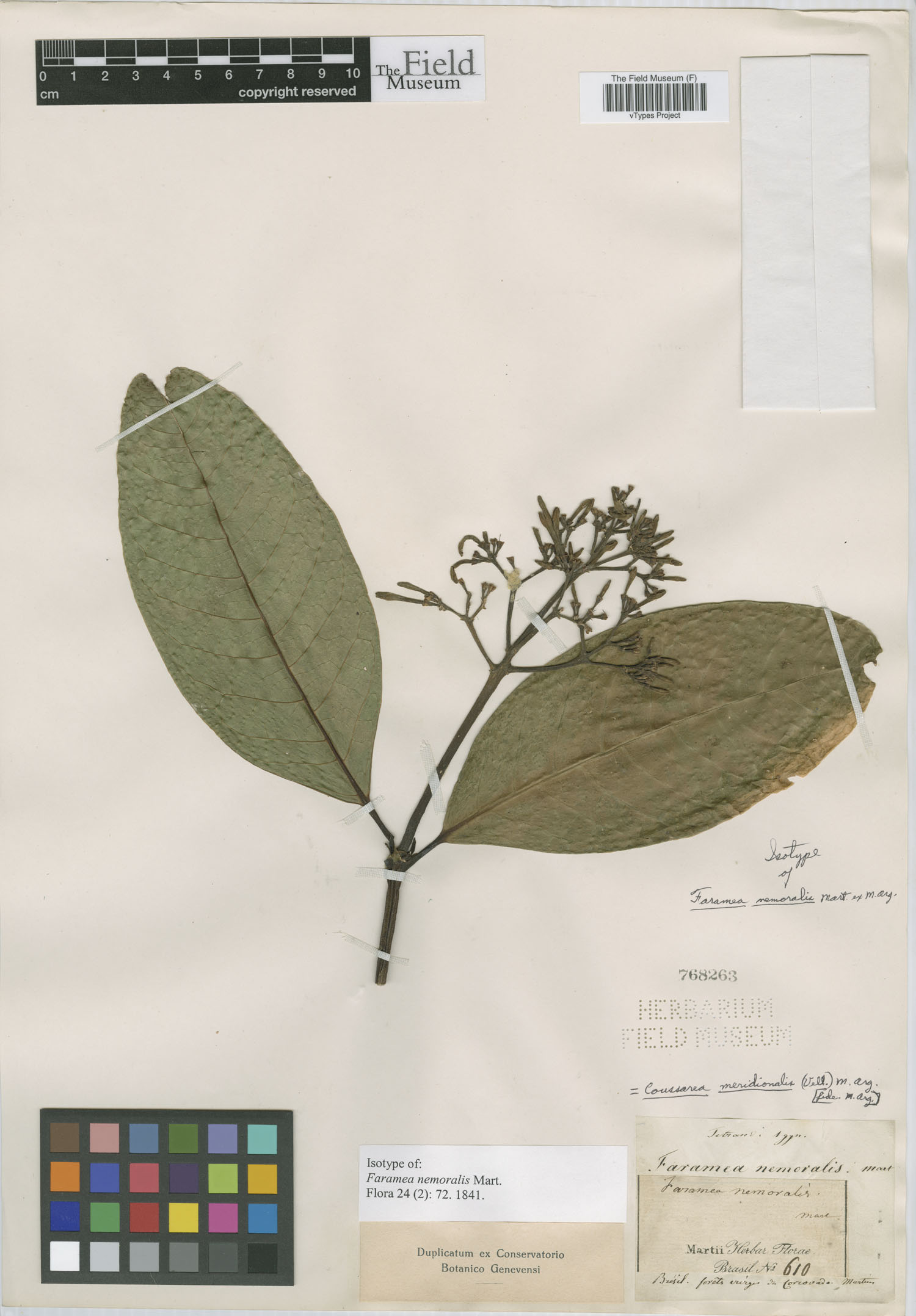 Coussarea meridionalis var. meridionalis image