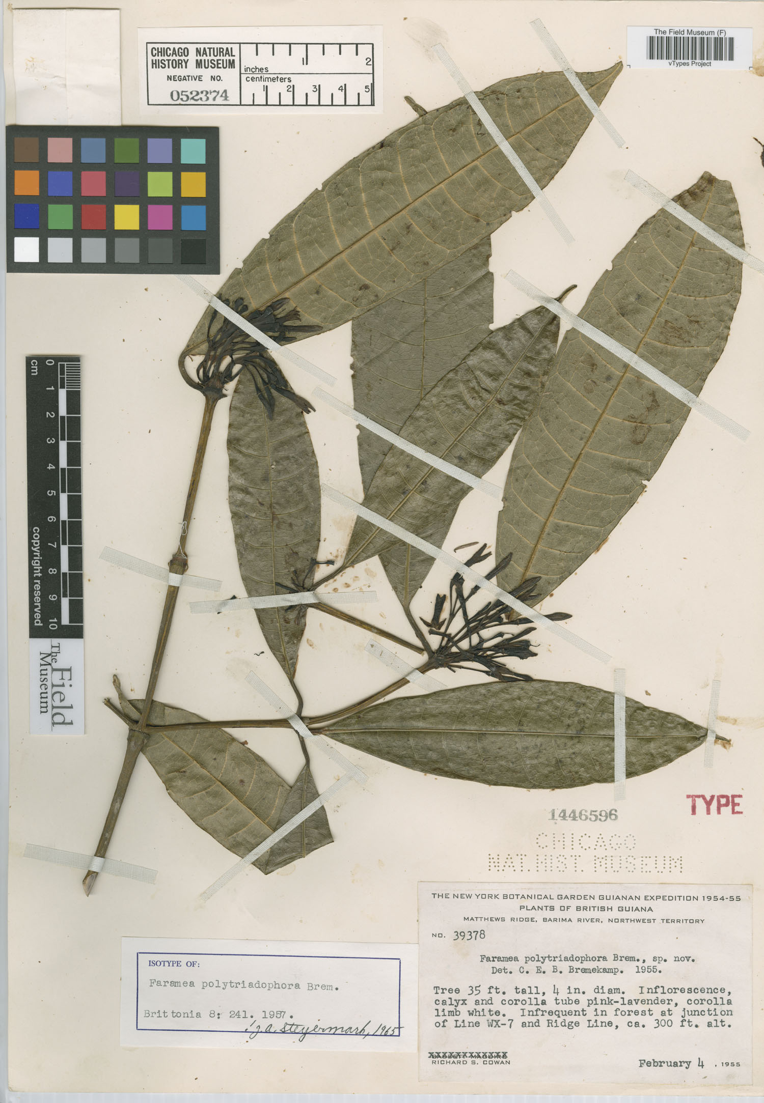 Faramea polytriadophora image