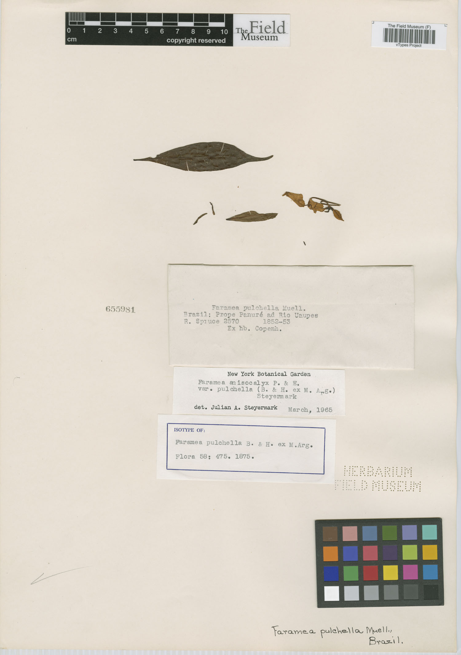 Faramea anisocalyx var. anisocalyx image