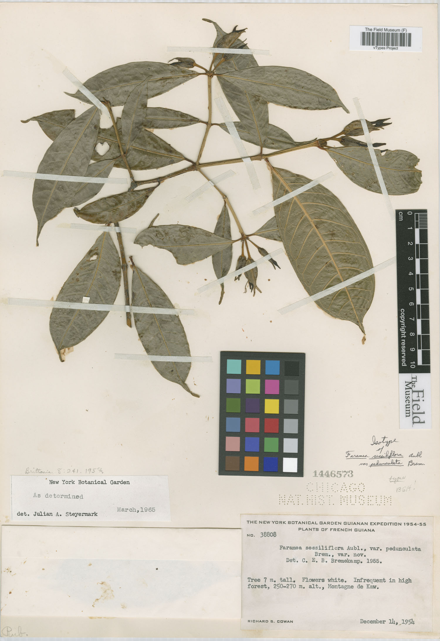 Faramea pedunculata image