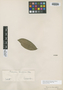 Faramea tenuiflora image