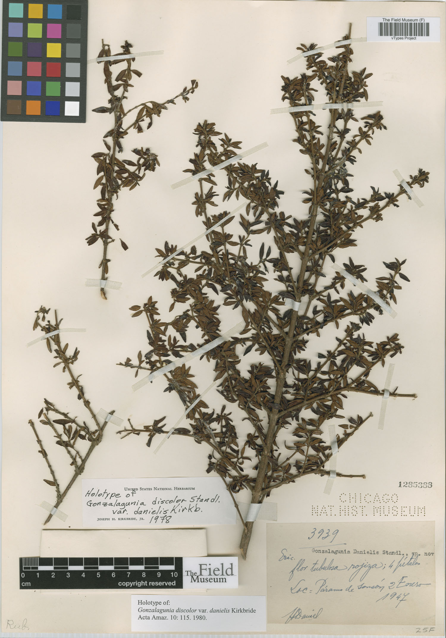 Gonzalagunia pauciflora image