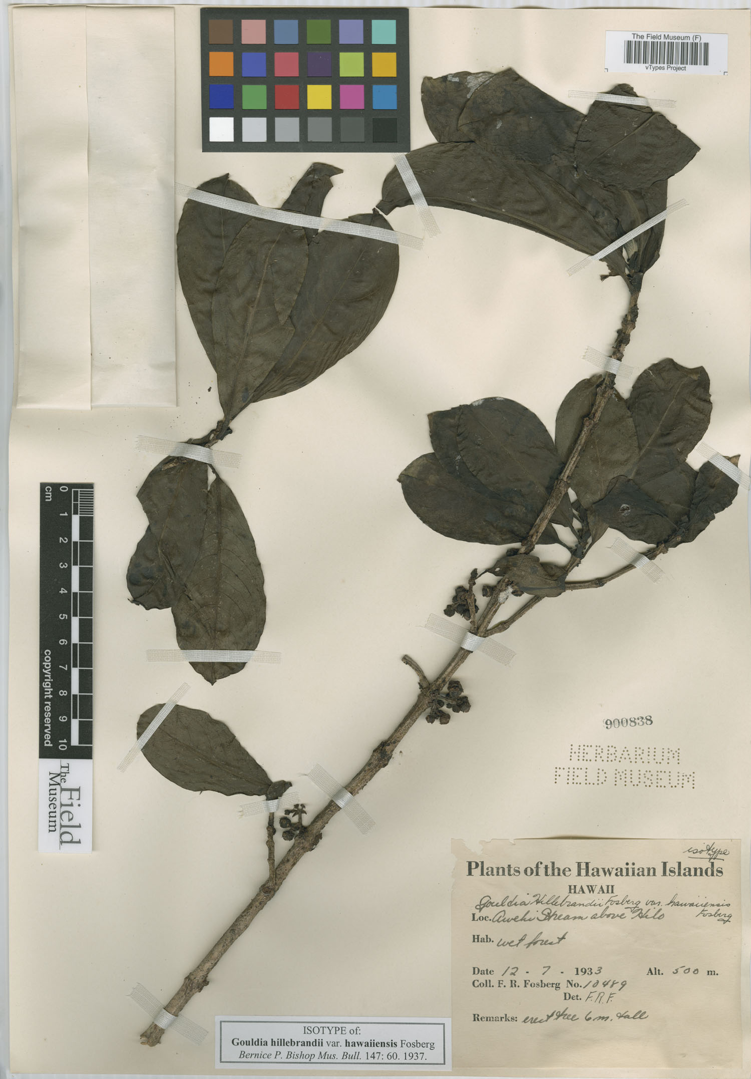 Gouldia hillebrandii image