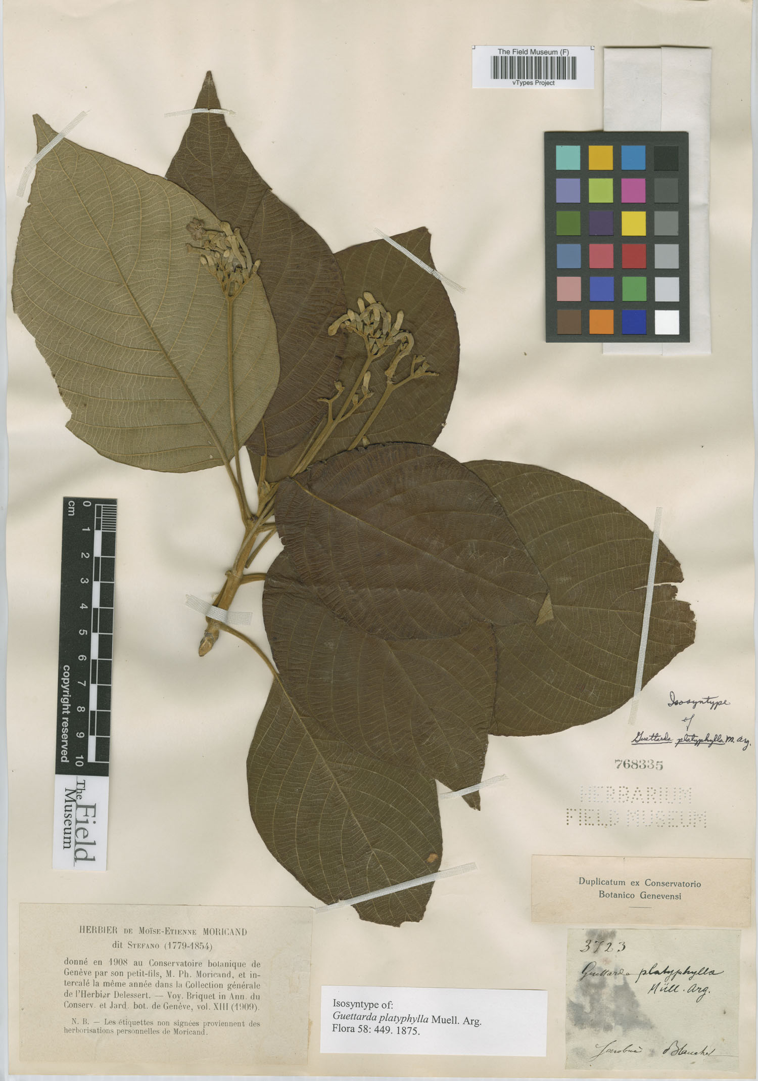 Guettarda platyphylla image