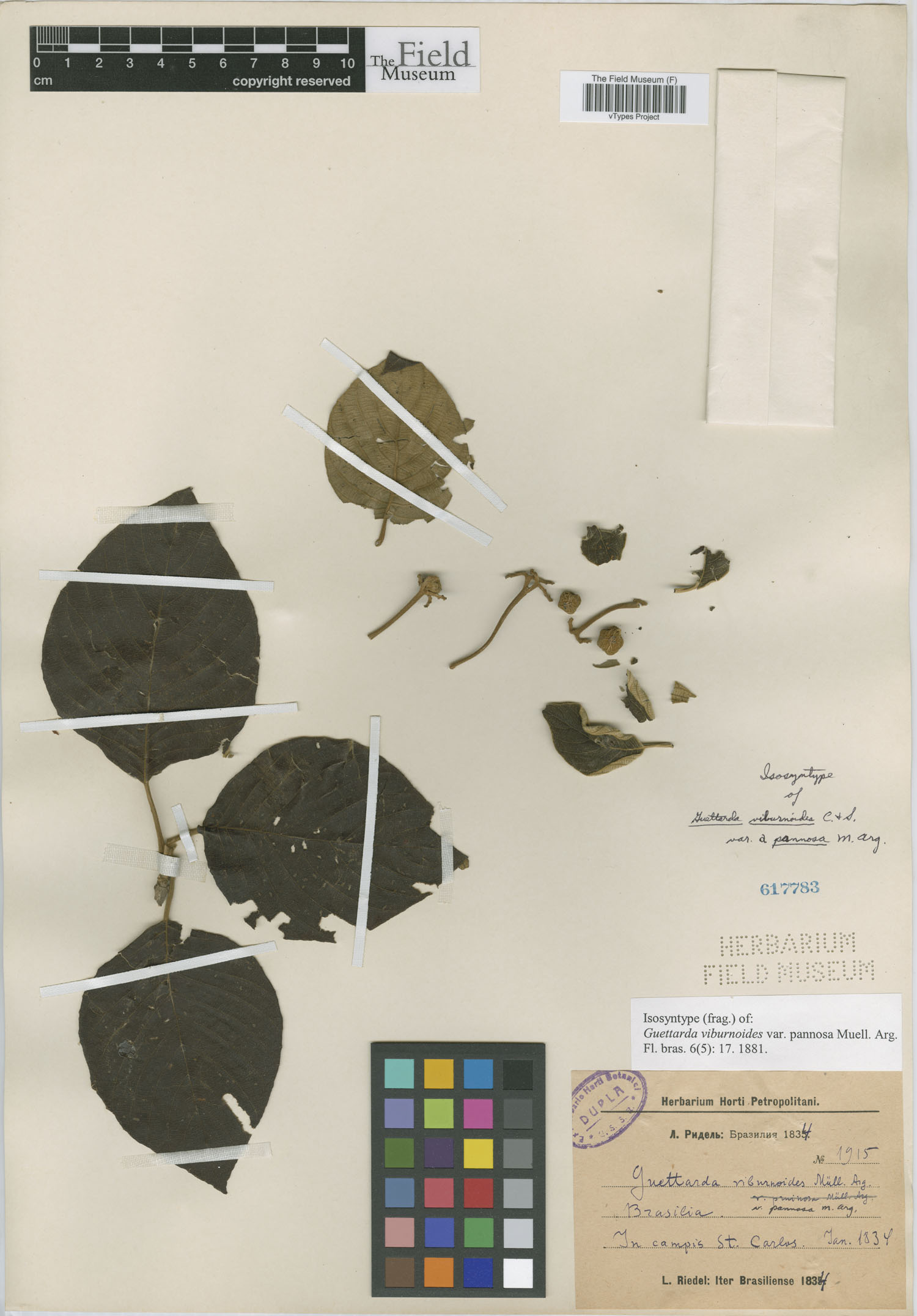 Guettarda viburnoides var. pannosa image