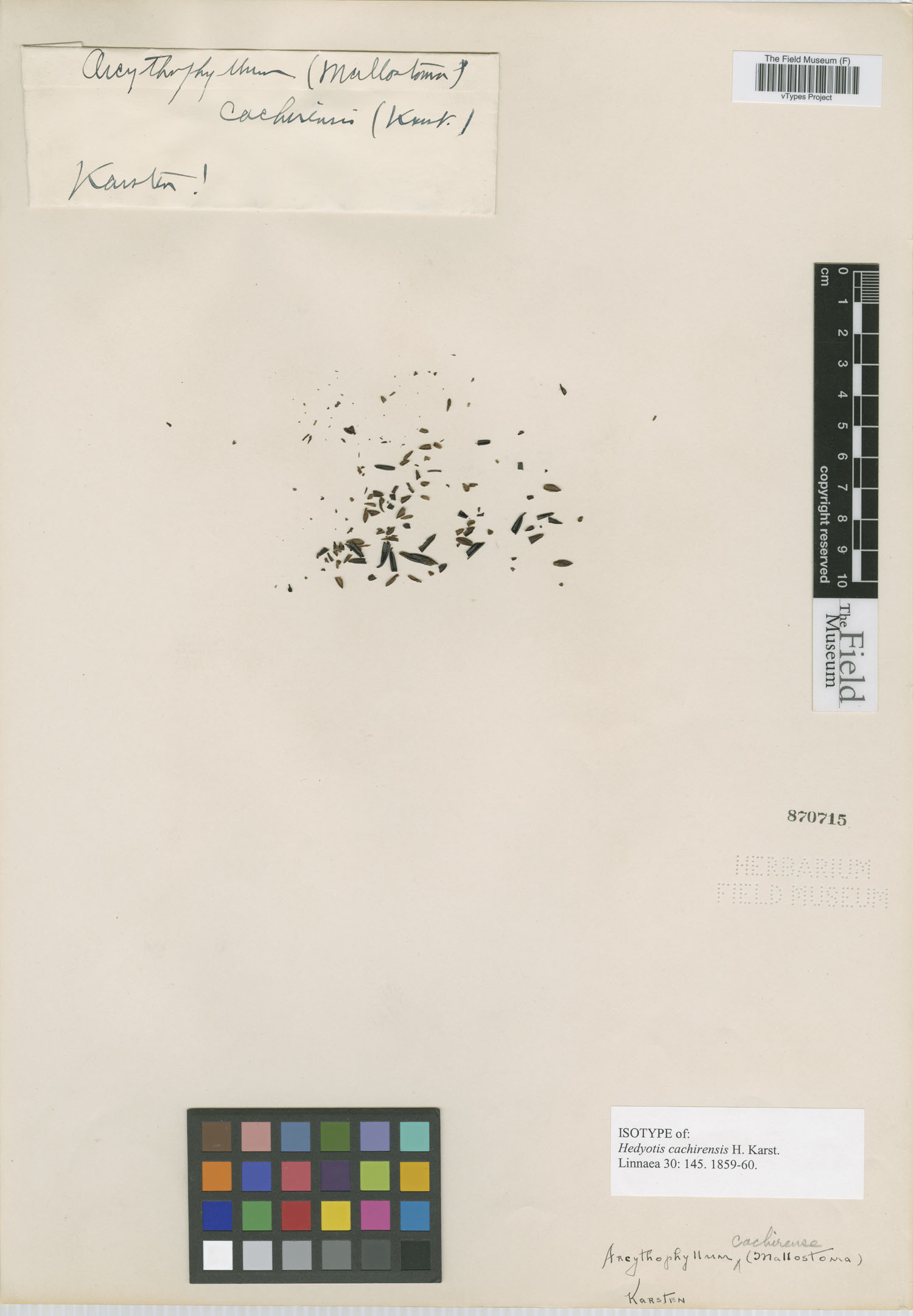 Arcytophyllum cachirense image