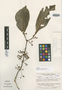 Hoffmannia aroensis image