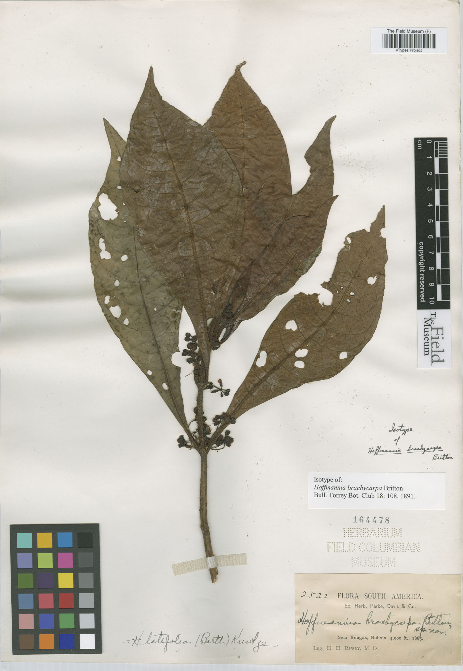 Hoffmannia brachycarpa image